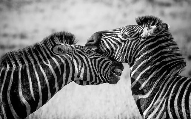 Zwart-wit fotografie Zebra