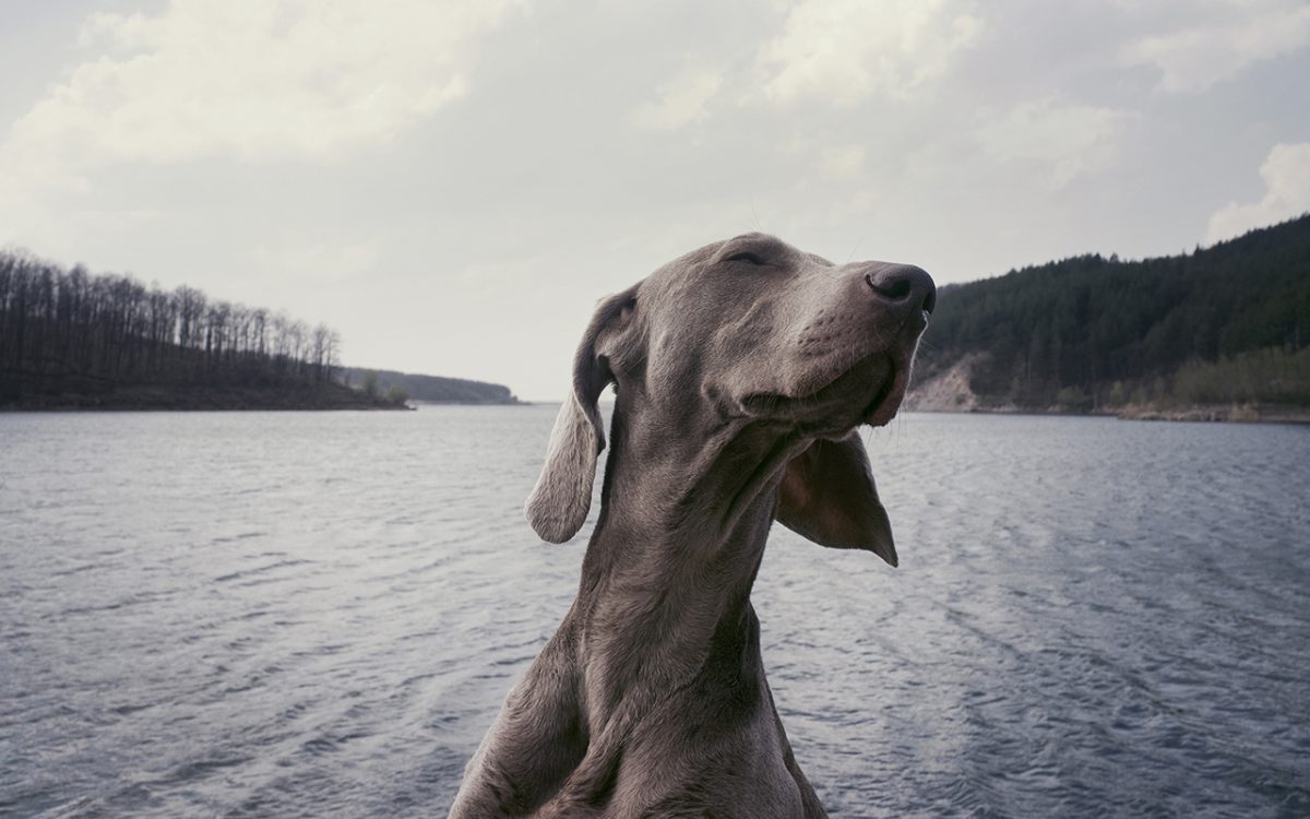 Inspiratie: DIY honden fotoshoot