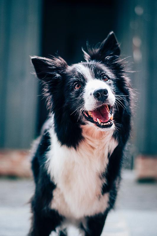 Een ontspannen hond is een mooie hond