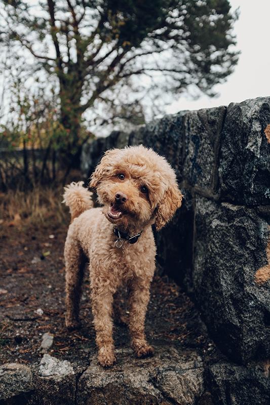 Een ontspannen hond is een mooie hond