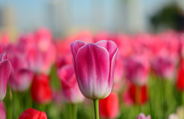 Lente fotografie Lente fotografie