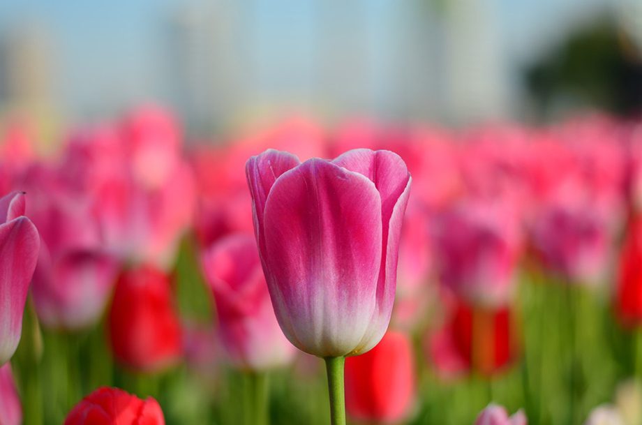Tulpen Tulpen