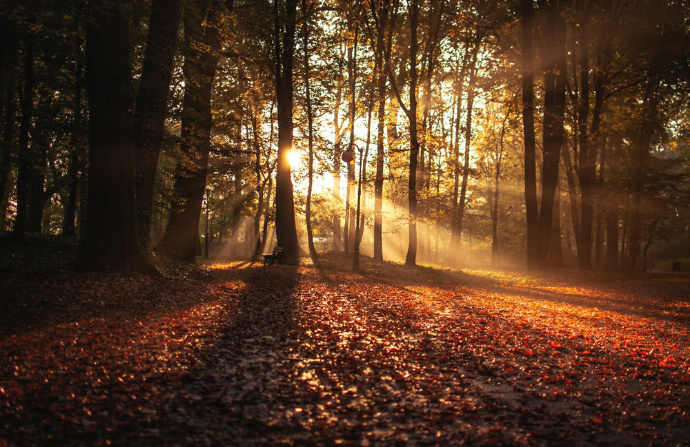 Herfst Herfst