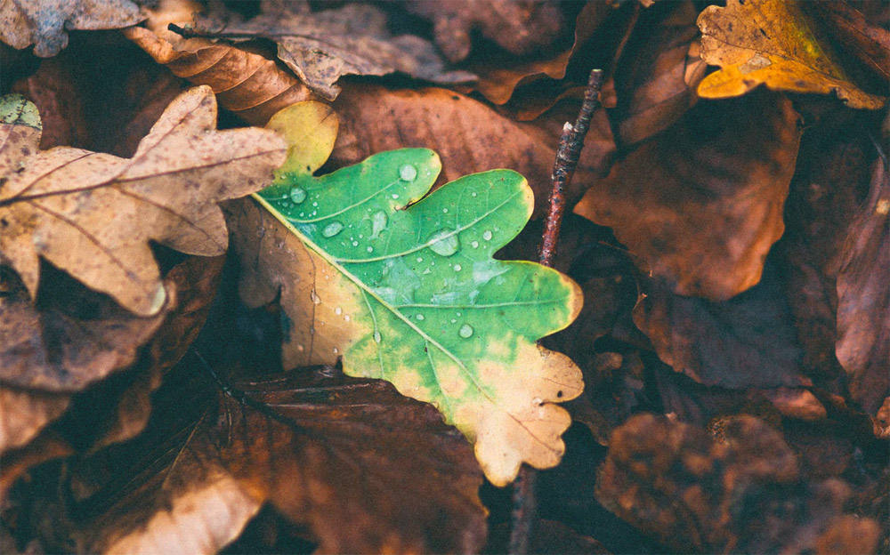 Herfst Herfst