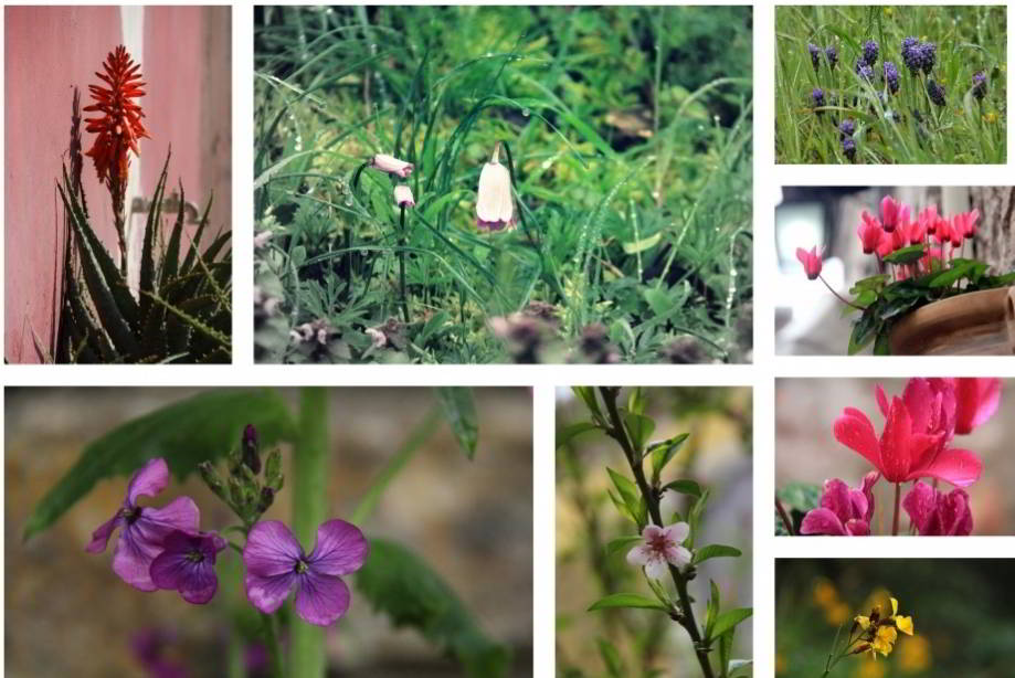 Fotocollage fotocollage van bloemen