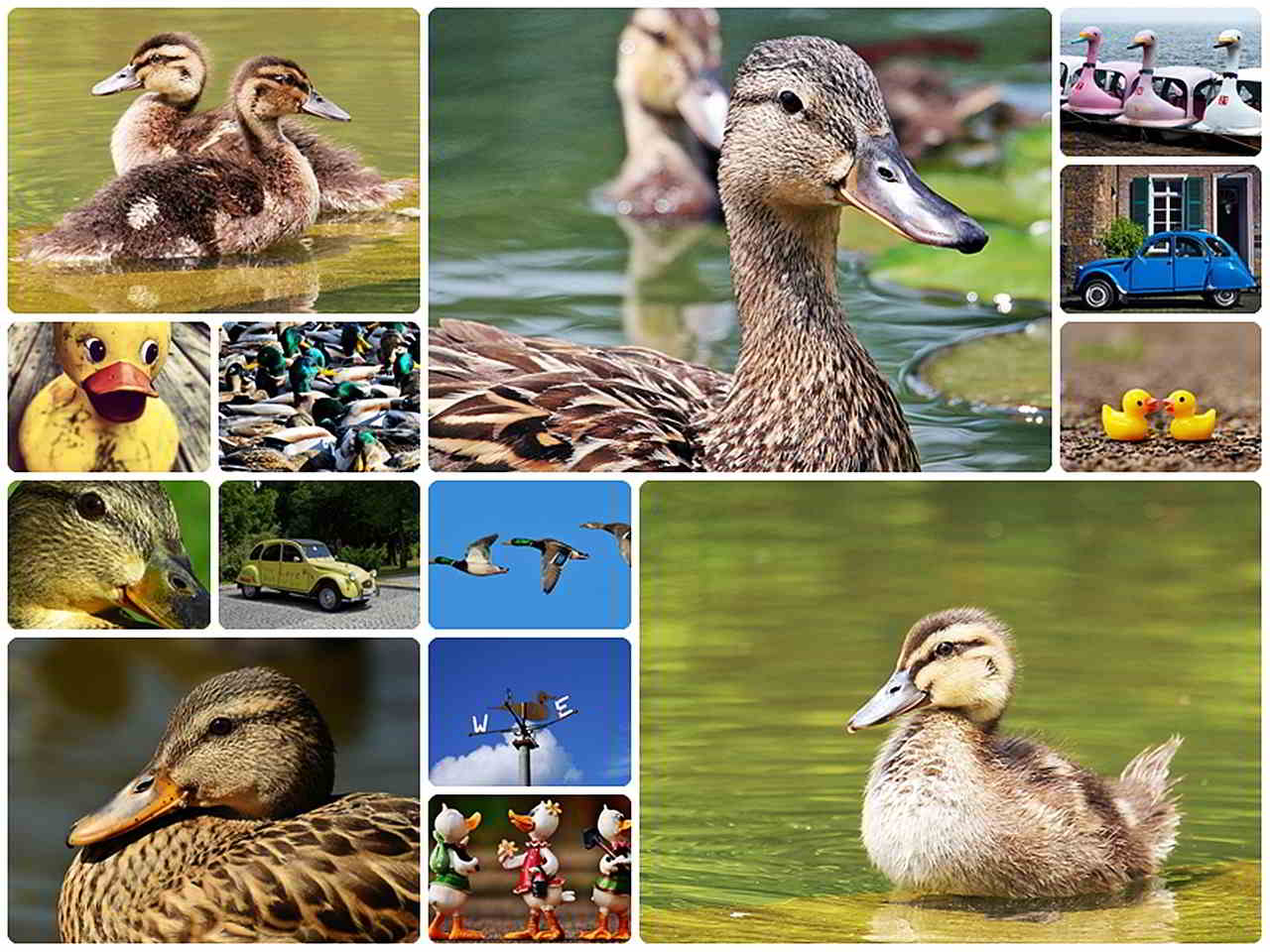 Fotocollage maken – Ook voor eendenliefhebbers collage van foto's eenden