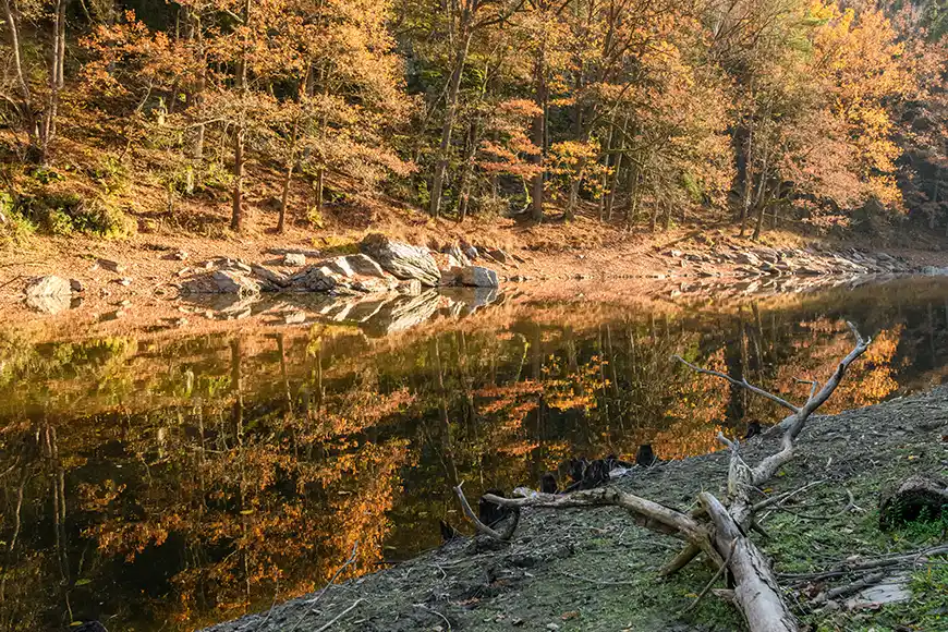 Reflecties in water