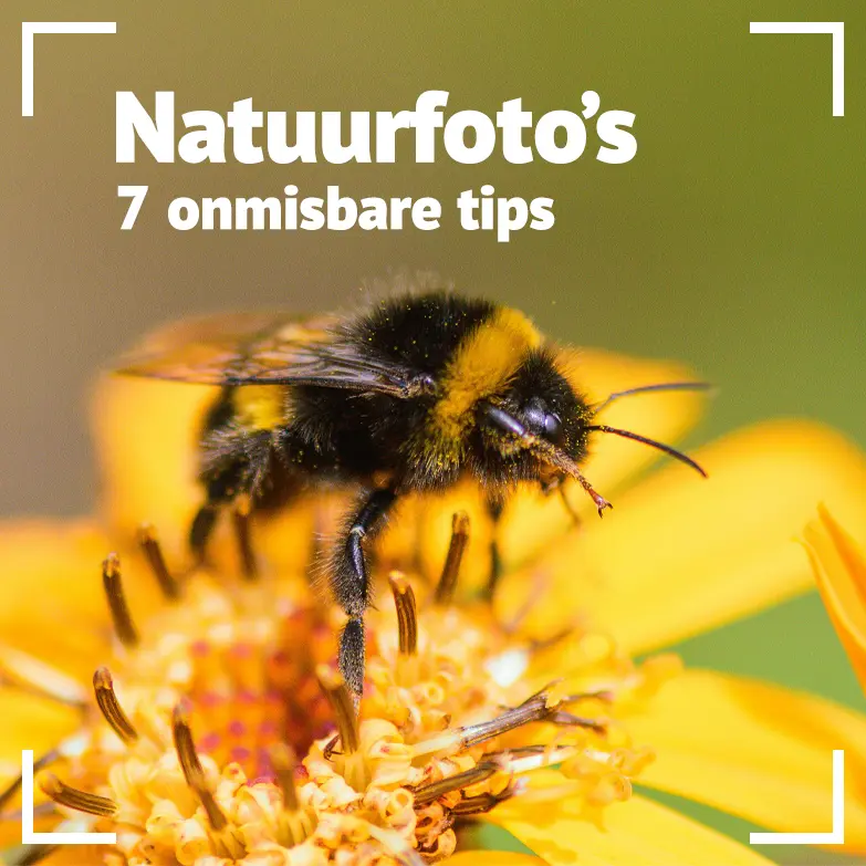 7 onmisbare tips voor betoverende natuurfotografie