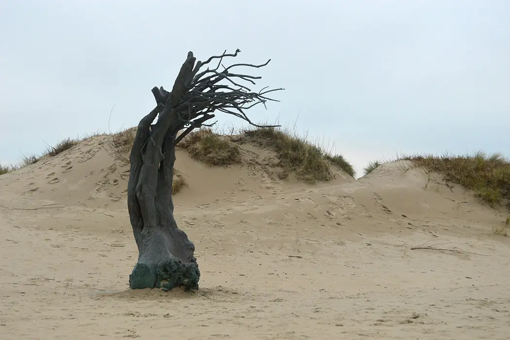 Een eenzame boom benadrukt het onderwerp en het landschap